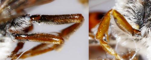 Réf. 227 762 : Nomada alboguttata